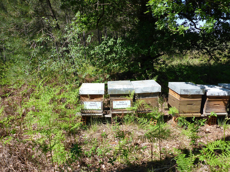 La ruche Nialion Blandil